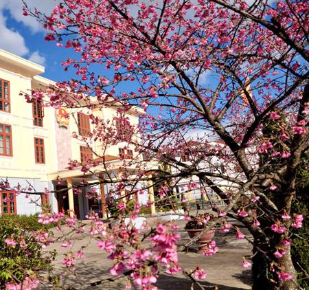 Cherries blossom early in Sapa giving visitors a special treat