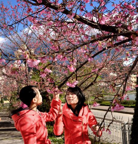 Cherries blossom early in Sapa giving visitors a special treat
