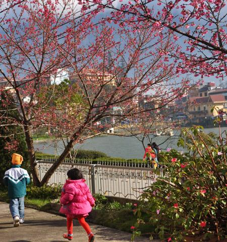 Cherries blossom early in Sapa giving visitors a special treat
