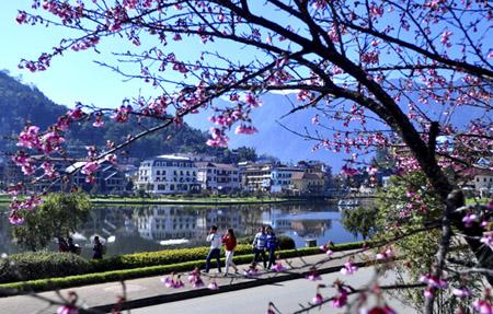 Cherries blossom early in Sapa giving visitors a special treat