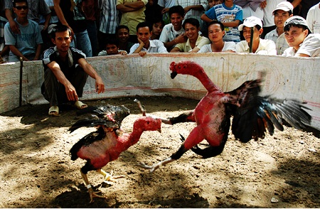 Cock fighting - Vietnamese folk games