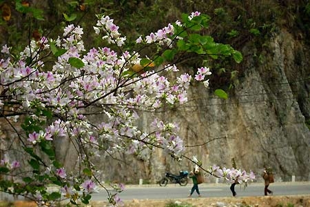 Ban Flower Festival of the Thai