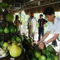 Have you ever tasted delicious grapefruits in Vietnam?
