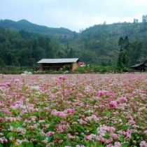 The beauty of Buckwheat flower season in Ha Giang