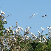 Visiting Tan Long stork garden
