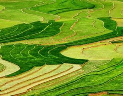 Mu Cang Chai, gold rice fields