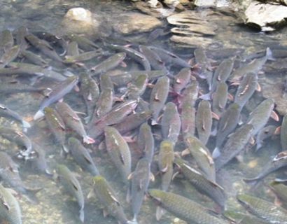 Thanh Hoa’s stream of odd fish