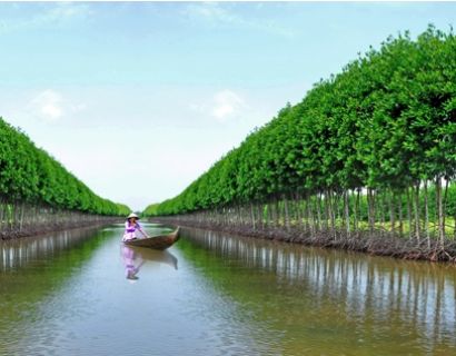 Ca Mau - a harmonious and lively picture of nature