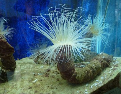 Discovering the Variety of Nha Trang Beach inside Oceanographic Museum of Vietnam