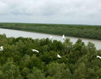 Can Gio Mangrove Forest Recognized as World’s Biosphere Reserve