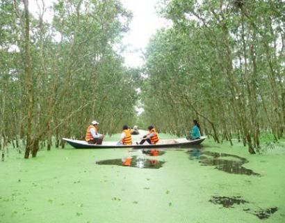 Marvel at the beauty of Tra Su cajuput forest