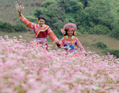 Surprised at the buckwheat flower season in Ha Giang