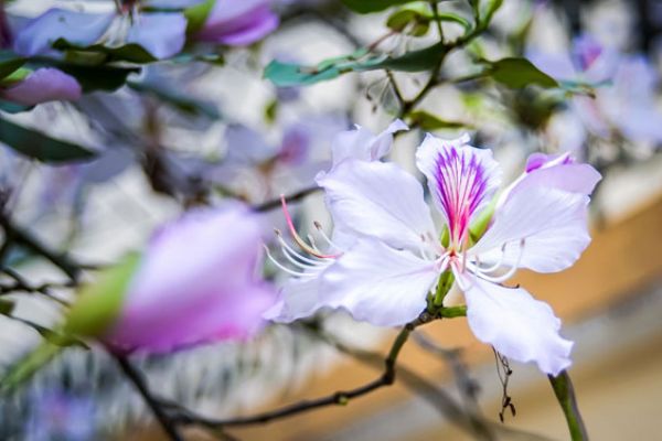 Discover Hoa Ban festival in spring