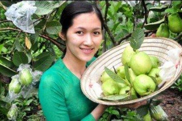 Taste delicious fruits in MeKong Delta in thís July