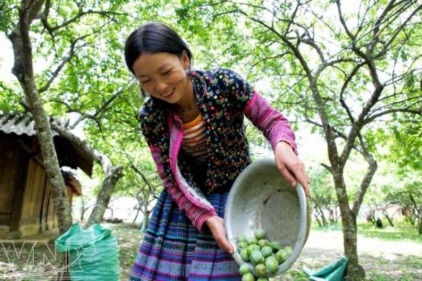 The beautiful photos of Plum Harvest in Moc Chau