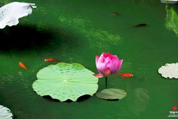 Beauty of lotus and charity come together