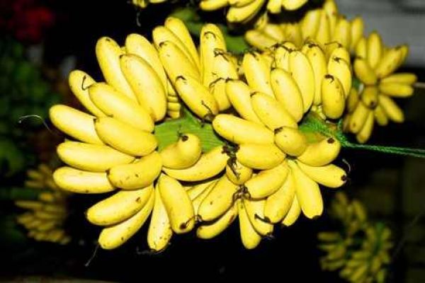 Tasting the favourite brand name of Vietnam's banana: Chuoi Ngu