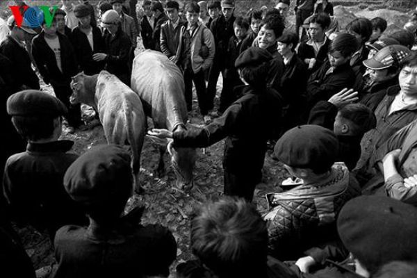 Dong Van cattle market in Ha Giang