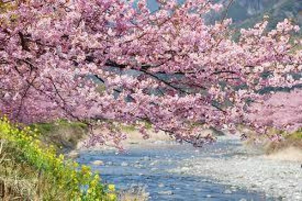 Ha Long to host cherry blossom festival