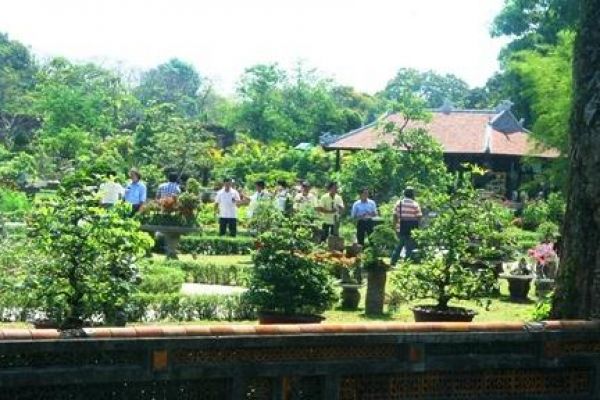 Rare bonsais attract more visitors to Hue royal gardens