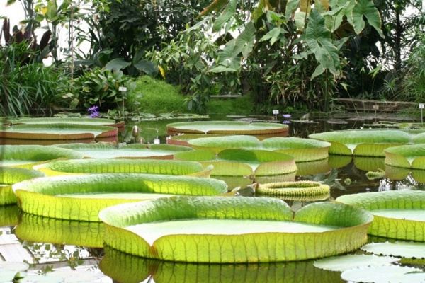 The giant lotus leaves in Phuoc Kien pagoda