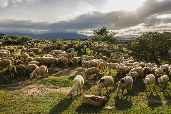 Ninh Thuan is home to sheeps