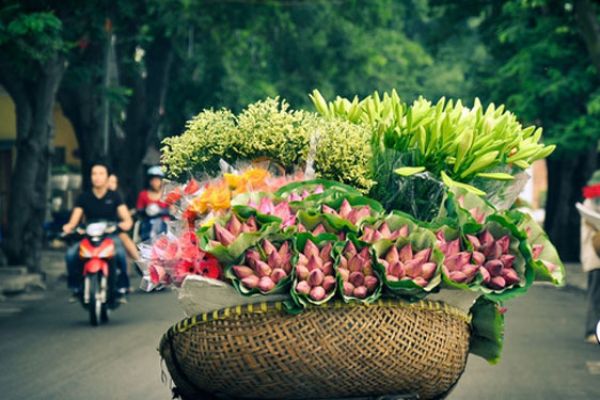 Discover Hanoi seasonal flowers