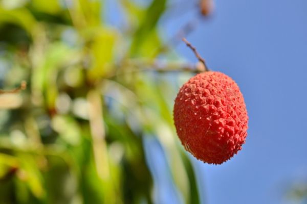 The region of top quality lychee in Vietnam