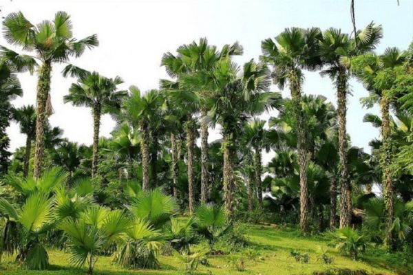 Phu Tho: majestic palm forest