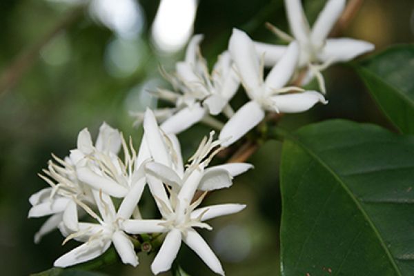Central Highlands region whitened by coffee flowers