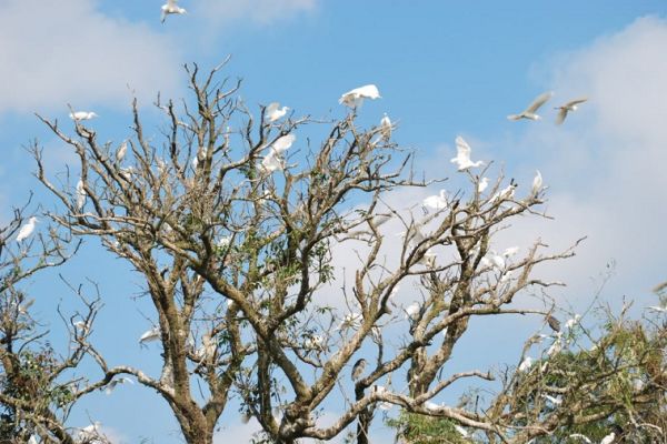 Admire the beauty of Stork Island in Hai Duong