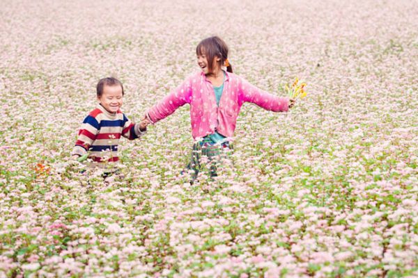 Admire beautiful buckwheat flowers in Ha Giang