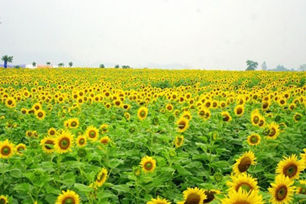 First-ever sunflower festival opens in Nghe An