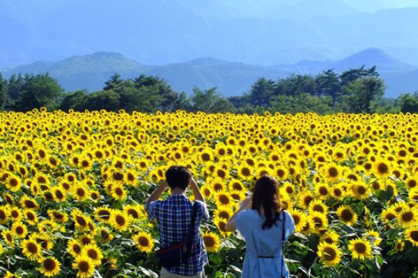 Get lost in stunning sunflower field in Nghe An