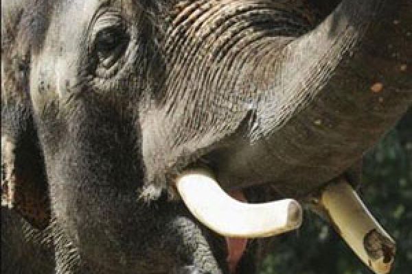 South Korea: Scientists study talking elephant 
