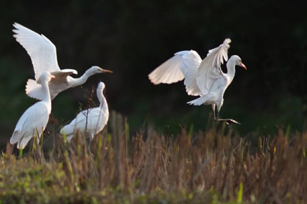 Peaceful images flood sky as storks take flight in Lao Cai
