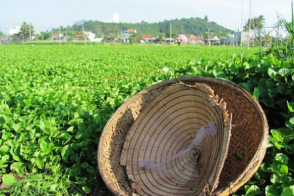 Phu Yen's unforgettable vegetable village