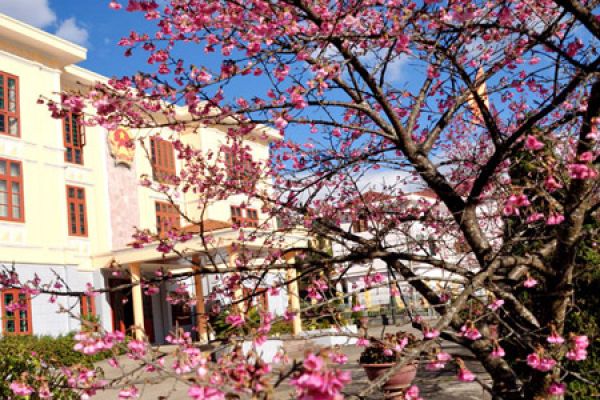 Cherries blossom early in Sapa giving visitors a special treat