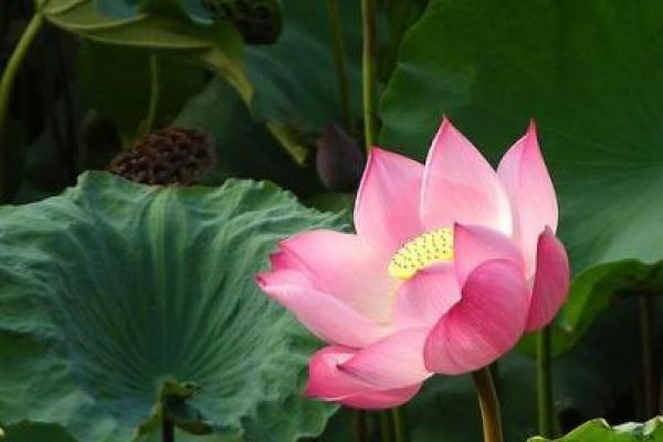 Vietnam to hire consultancy firm for tourism marketing?