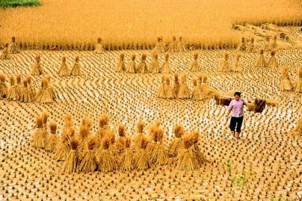 harvest rice in Viet nam