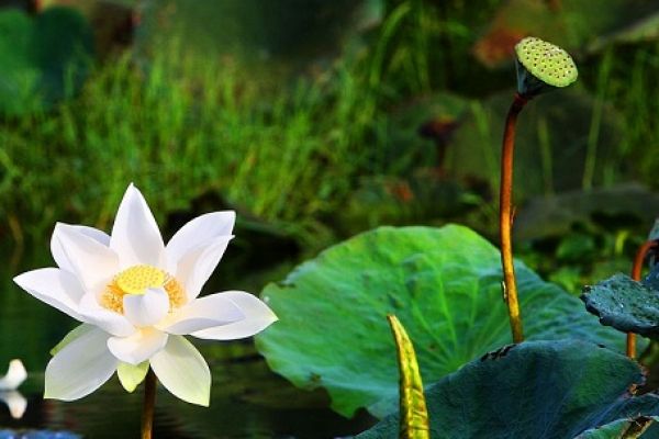 White lotus represents intelligence and purity in Vietnam
