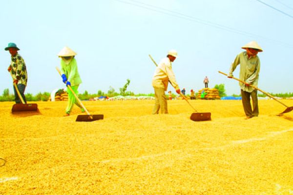 Special second Rice Festival in Soc Trang - Vietnam on November 8