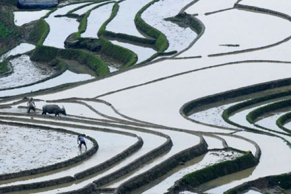 Beauty of the terraced fields in Y Ty - Lao Cai province