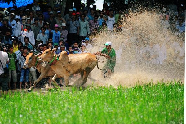Impressive Cow Racing of the Khmer in An Giang