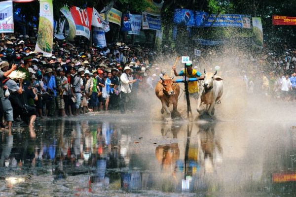 Cow Racing Festival of the Khmer in An Giang