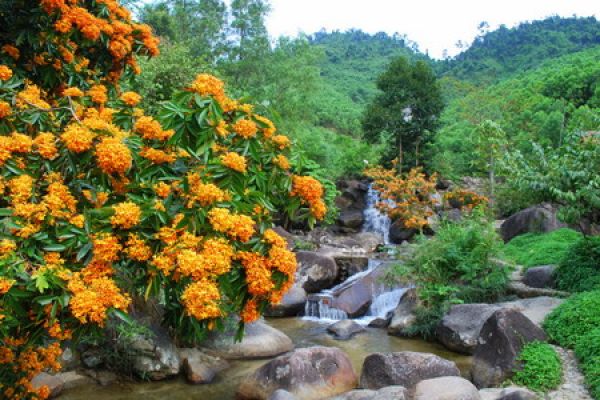Amazing beauty of Flower Spring