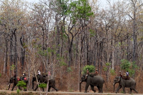 The Buon Don elephant races in Central Highlands 
