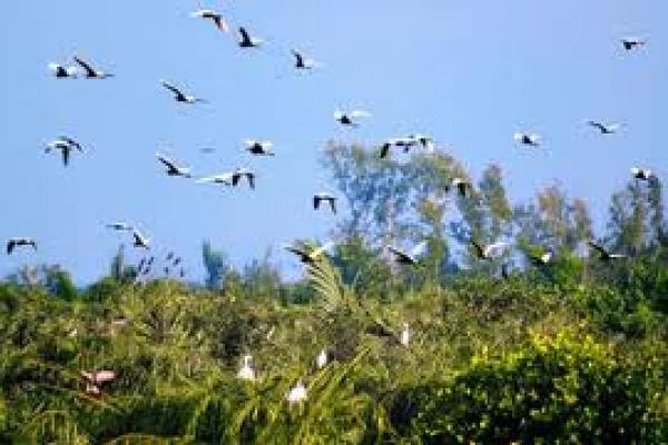 Ben Tre Viet Nam is famous for Vam Ho Bird Sanctuary