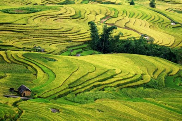 Shimmering photos of terraced rice fields in Bat Xat-Lao Cai Vietnam