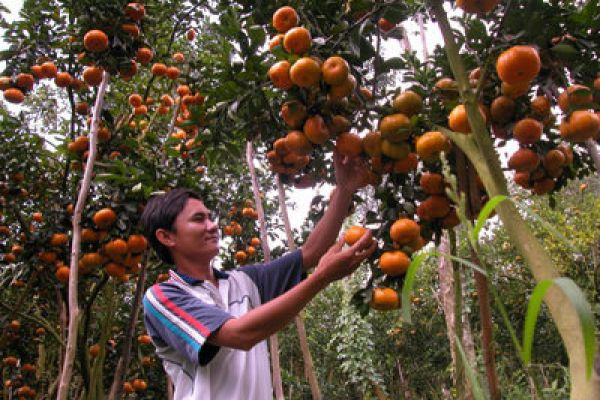 Lai Thieu Orchard and Cau Ngang Tourist Area- Binh Duong 
